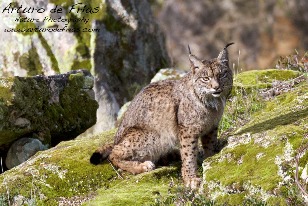 Iberian Lynx