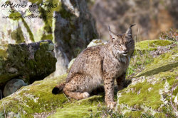 Iberian Lynx