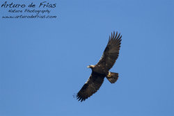 Imperial Eagle in Flight