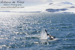 Humpback Having Fun