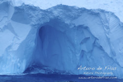 Massive Iceberg and Cape Petrel