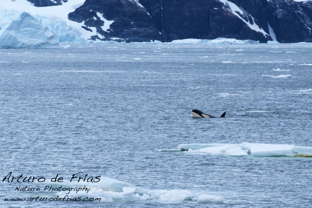 Orca !!