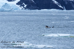 Orca !!