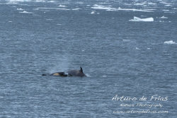Orca and Calf