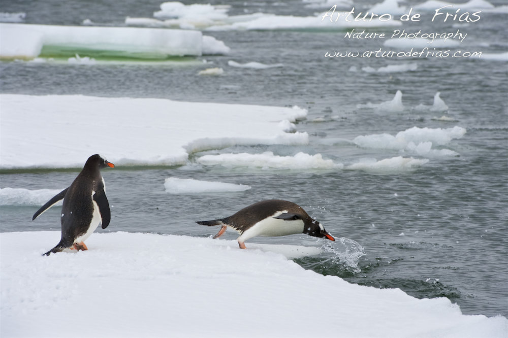 Gentoo Penguin taking the plunge