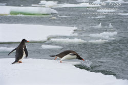 Gentoo Penguin taking the plunge