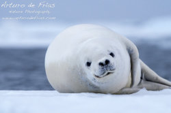 Crabeater Seal closeup