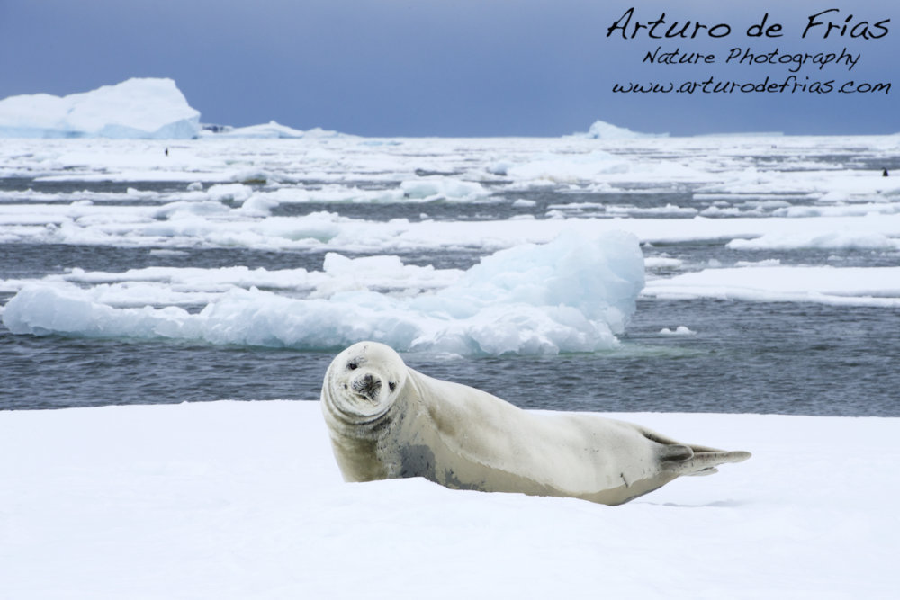 Crabeater Seal on Ice Floe