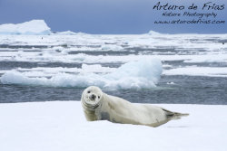 Crabeater Seal on Ice Floe