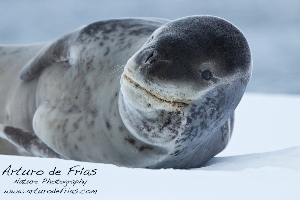 Leopard Seal