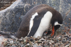 Gentoo Chicks