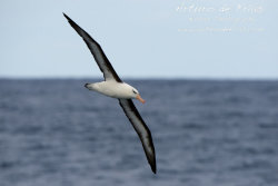 Dark-browed Albatross
