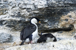 Blue-Eyed Cormorant