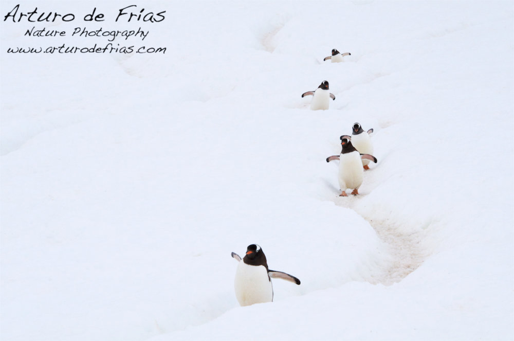 Gentoo Highway