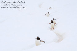 Gentoo Highway