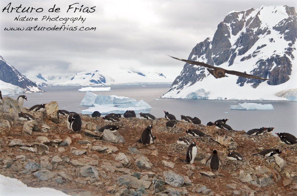 Penguins and Skua