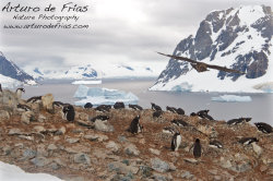 Penguins and Skua