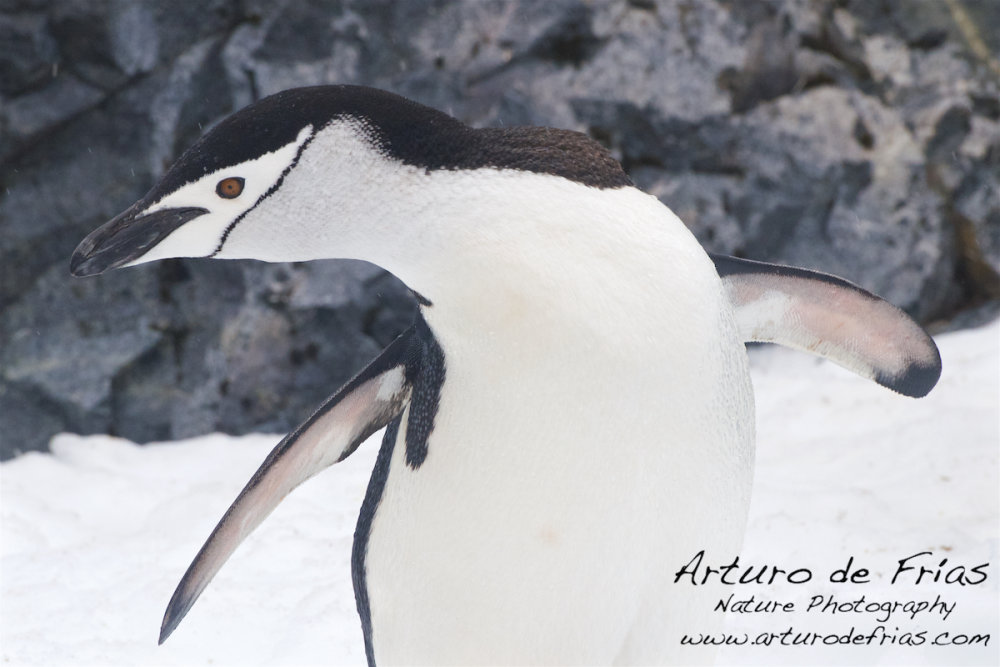 Chinstrap Closeup