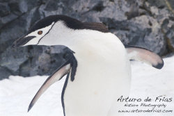 Chinstrap Closeup