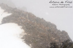 Chinstrap Colony and Snow Storm