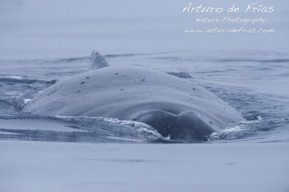 Humpback Whale in the Snow