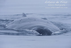 Humpback Whale in the Snow
