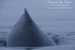 Humpback Dorsal Fin