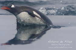 Gentoo porpoising