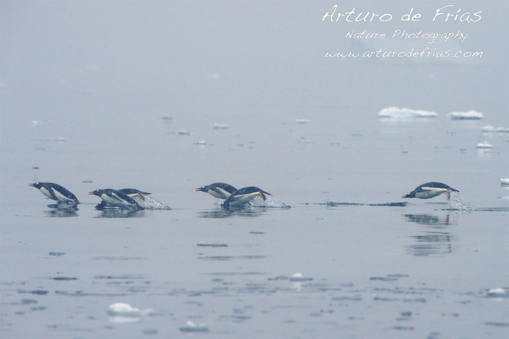 Penguins Porpoising