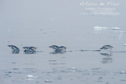Penguins Porpoising