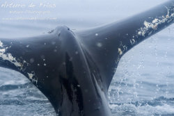 Humpback Caudal Fin