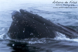 Humpback feeding, really close