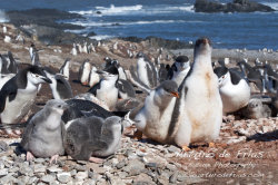 Chicky Gentoo chicks