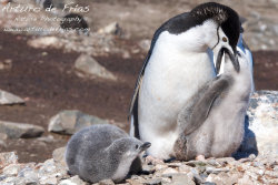 Chinstrap chicks being fed