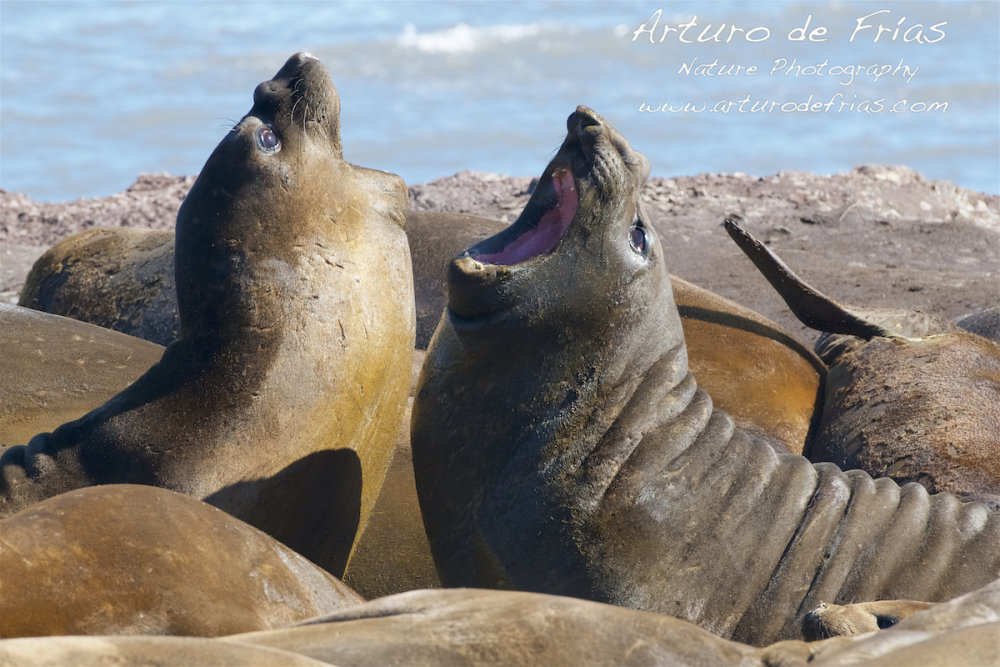 Elephant Seals Sparring