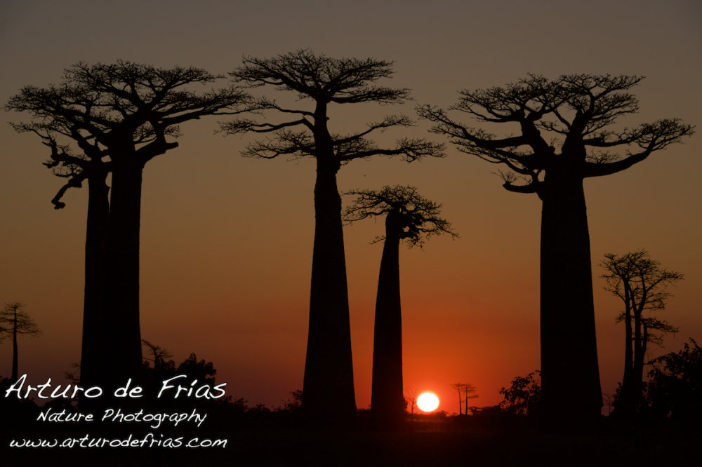 Avenue des Baobabs