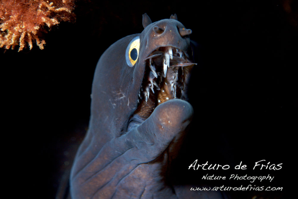 Giant Moray