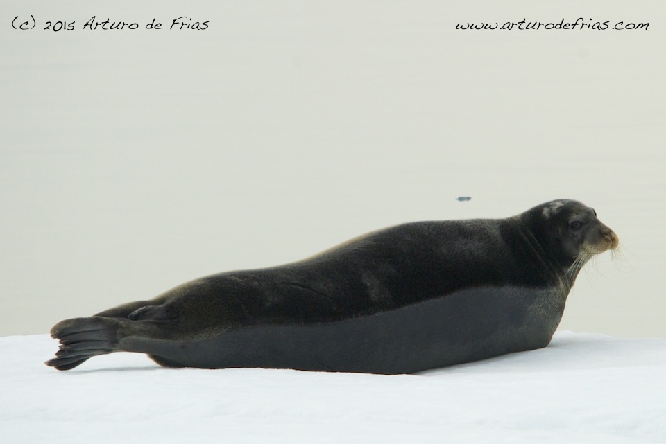 Bearded Seal
