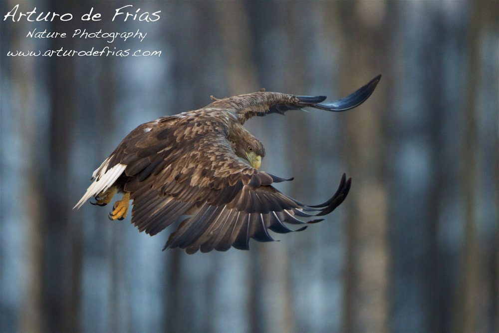 White-Tailed Sea Eagle I