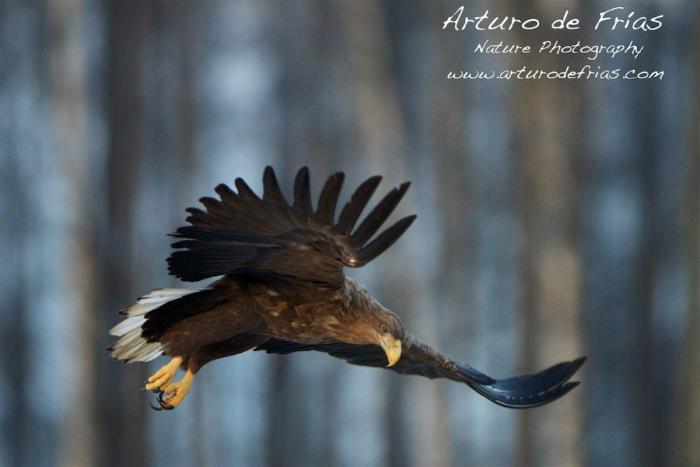 White-Tailed Sea Eagle II