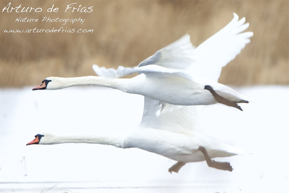 Swans in flight