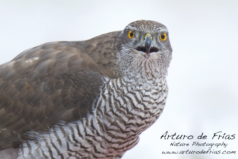 Goshawk closeup in white
