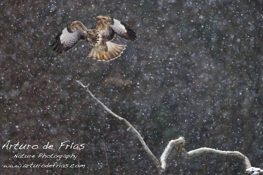 Buzzard in snowstorm
