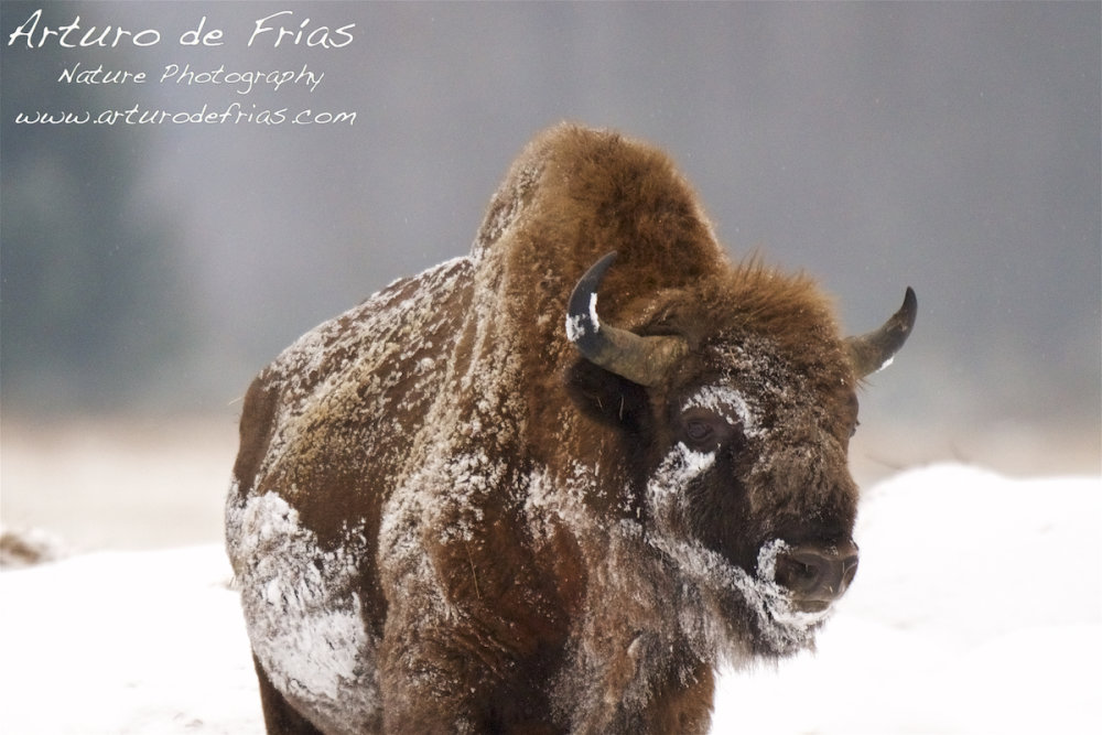 European Bison