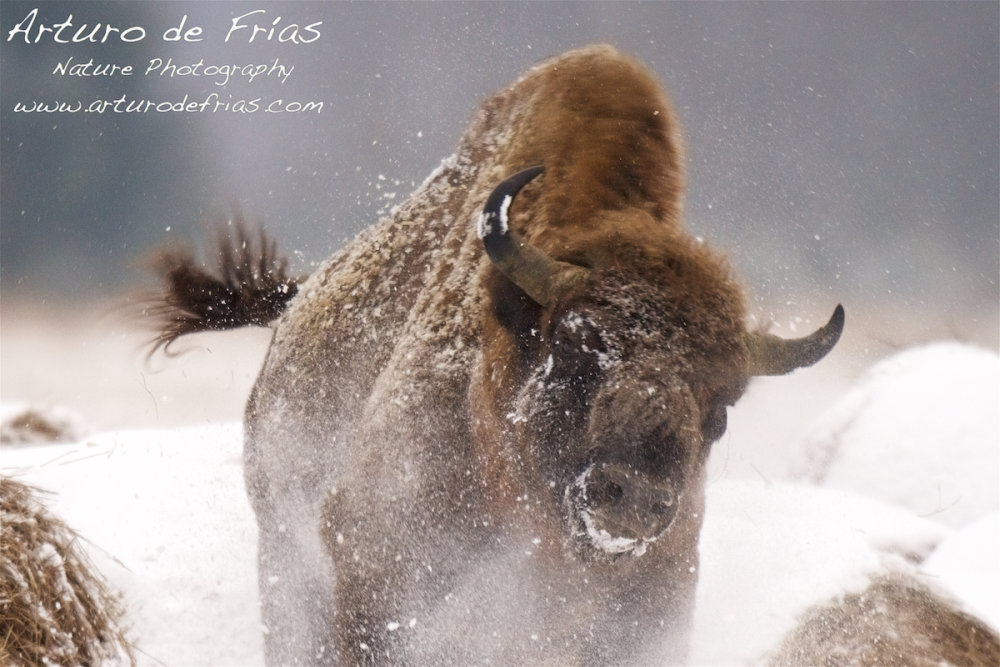 Shaking snow off II