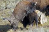 Bison Mating