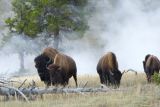 Bison and Hot Springs