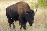 A Large Bison Male