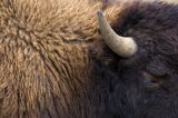 Thick Coat
