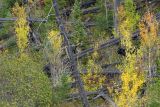 Black Bear hide and seek